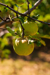 Apple tree with green apples close up in sunlight. Fresh yellow apple growing on branch in the garden with colorful sunbeams. Healthy fruits eating, harvest concept, raw vegan organic local food.