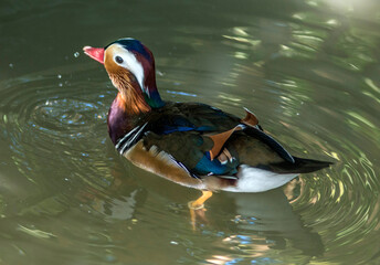 Canard mandarin &agrave; Saint-Aignan, Loir-et-Cher, France
