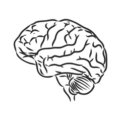 Brain of the person for medical design. Vector sketch.