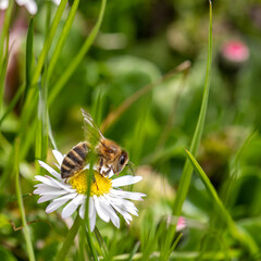 Wiosenne zapylanie kwiatów