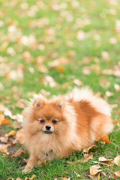 Portrait of a young purebred dog (Pomeranian Spitz breed) on the grass on a sunny day.