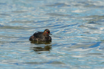 Black-necked Grebe (Podiceps nigricollis) adult swimming in wayter of a lake with reflections