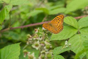Obraz premium Silver-washed Fritillary (Argynnis paphia) female foraging on Bramble (Rubus fruticosus)