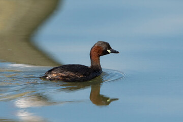 Little Grebe (Tachybaptus ruficollis) swimming in water of a lake
