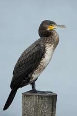 Great Cormorant (Phalacrocorax carbo) perched on a wooden pole in a lake