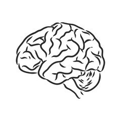 Brain of the person for medical design. Vector sketch.
