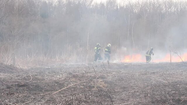 Fire in the forest. Firefighters extinguish a strip of fire. Rescuers localize the flames. The fight against burning in nature. The forest is burning in Russia.