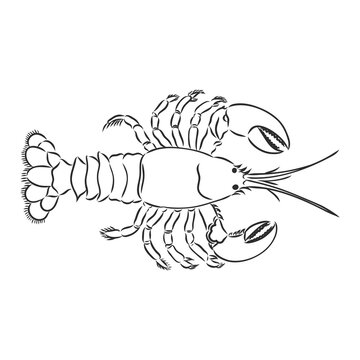 Graphic vector cancer drawn in line art style. Sea and ocean creature isolated on white background. Seafood element. Coloring book page design