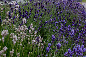Obraz premium Lavender