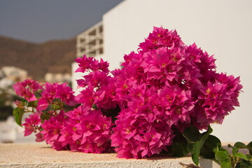 Residential house with bougainvillea in San Jose in province Almeria,Andalusia,Spain,Europe
