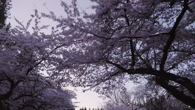Cherry blossom trees on an empty street at UBC at dusk. 4K 24FPS.