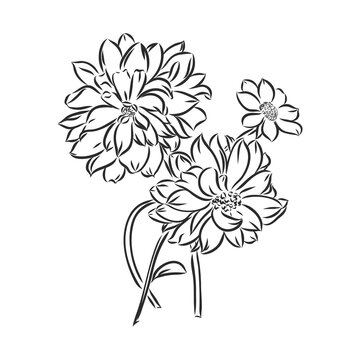 beautiful monochrome black and white dahlia flower isolated on white background. Hand-drawn contour lines and strokes.