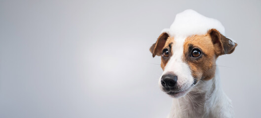 Funny dog jack russell terrier with foam on his head on a white background. Copy space. Widescreen.