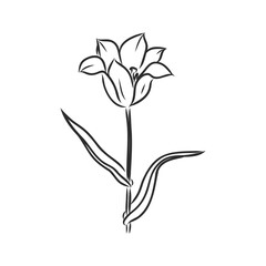 Hand drawn tulips. Vector tulip vector sketch on a white background
