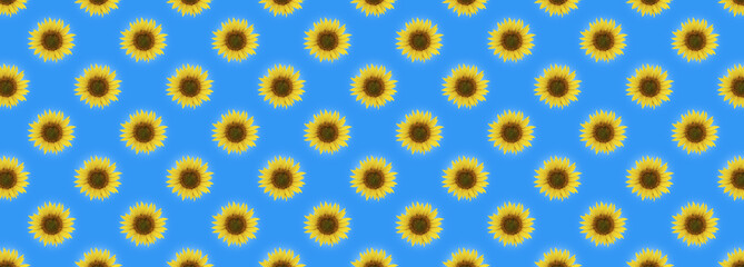 Yellow sunflowers on a blue background, summer pattern pattern.