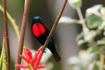 The scarlet-chested sunbird (Chalcomitra senegalensis) sits on a thin branch with a colored background. Big black african sunbird with red chest and purple head.