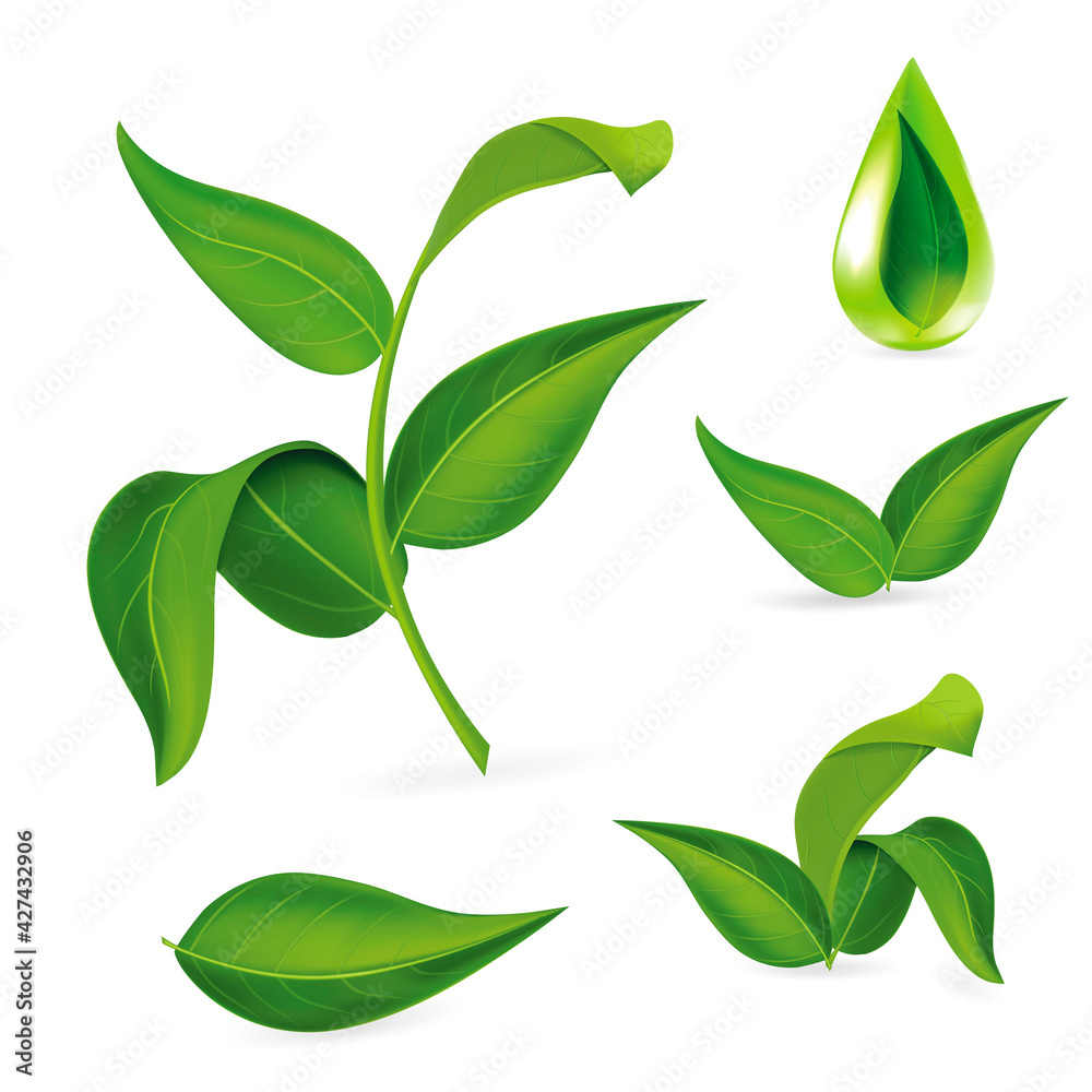 Wall mural Realistic Detailed 3d Different Green Leaves Set. Vector