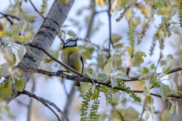 blue tit in a park