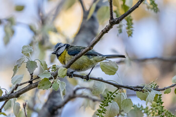 Obraz premium blue tit in a park