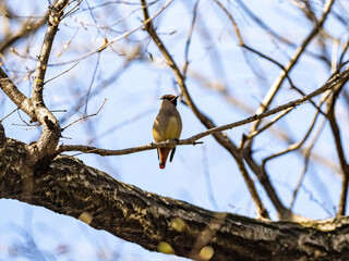 Japanese Waxwing perched on tree branch