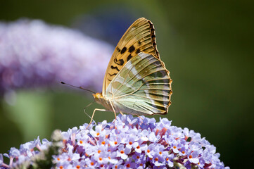 Kaisermantel Schmetterling auf Buddleja Sommerflieder