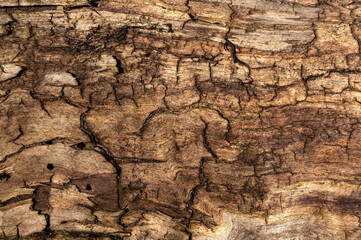 abstract wood background slice dry board