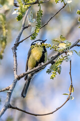 blue tit in a park