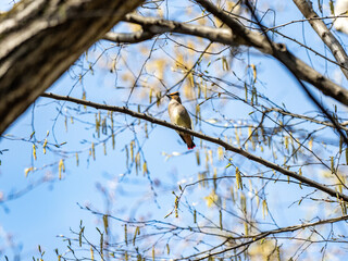 Japanese Waxwing perched on tree branch