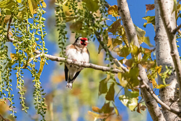 goldfinch in a park in Provence