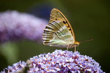 Schmetterling Kaisermantel auf Buddleja Schmetterlingsflieder