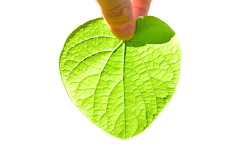 白い背景にハート型の葉っぱを持つ指
