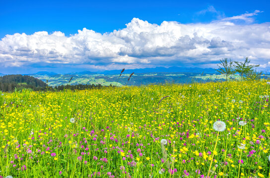 Allg&auml;u Landscape near Scheidegg, Bavaria, Germany