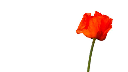 Obraz premium Red poppy, scientific name Papaver rhoeas in full bloom with green large bud capsules and a deliberately blurred background in a green garden, flower