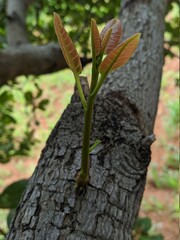 The green leaflet of the tree