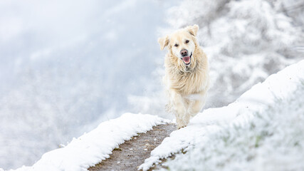 golden retriver in the snow