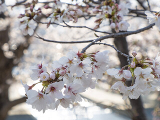 cherry tree blossom