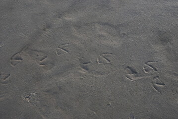 Spuren eines Vogels im Sand