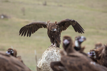 Cinereous Vulture, (Aegypius monachus) in its natural habitat. Wildlife.