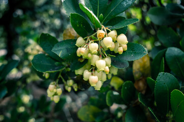 Flowers in the garden