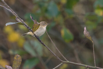 Common Chiffchaff (Phylloscopus collybita) adult perched on a twig