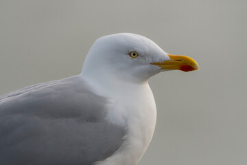 European Herring Gull (Larus argentatus) portrait