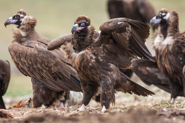 Cinereous Vulture, (Aegypius monachus) in its natural habitat. Wildlife.