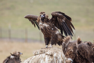Cinereous Vulture, (Aegypius monachus) in its natural habitat. Wildlife.