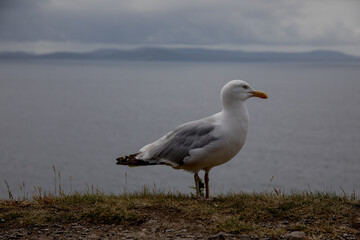 Fototapeta na wymiar Seagull on the Beach