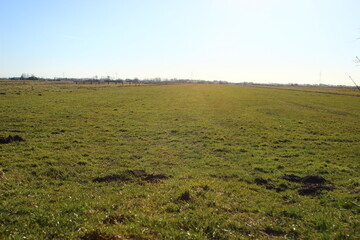 field of wheat