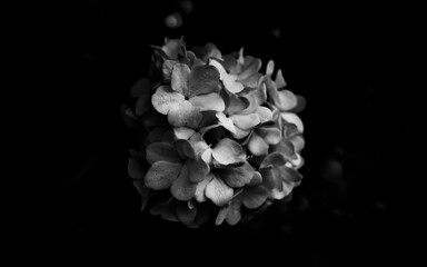 Black and white hydrangea
