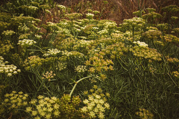 Green plant in the garden