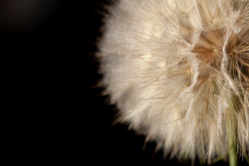 black background quarter edge left shallow focus dandelion