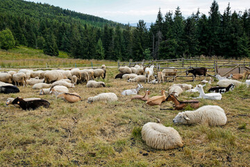 herd of sheeps and goats on the mountain meadow