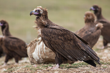 Cinereous Vulture, (Aegypius monachus) in its natural habitat. Wildlife.